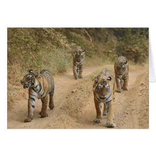 Königstiger