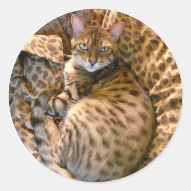 Können Sie mich sehen? Runder Aufkleber (Vorderseite)