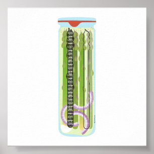 Konserven von Lebensmitteln - Pickiertes Spargel Poster