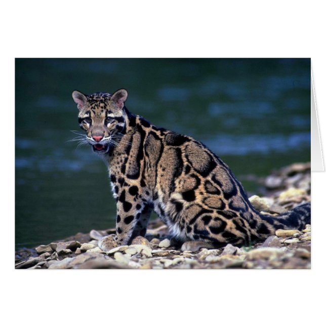 Kontakt mit gedecktem Leoparden (Vorderseite (Horizontal))