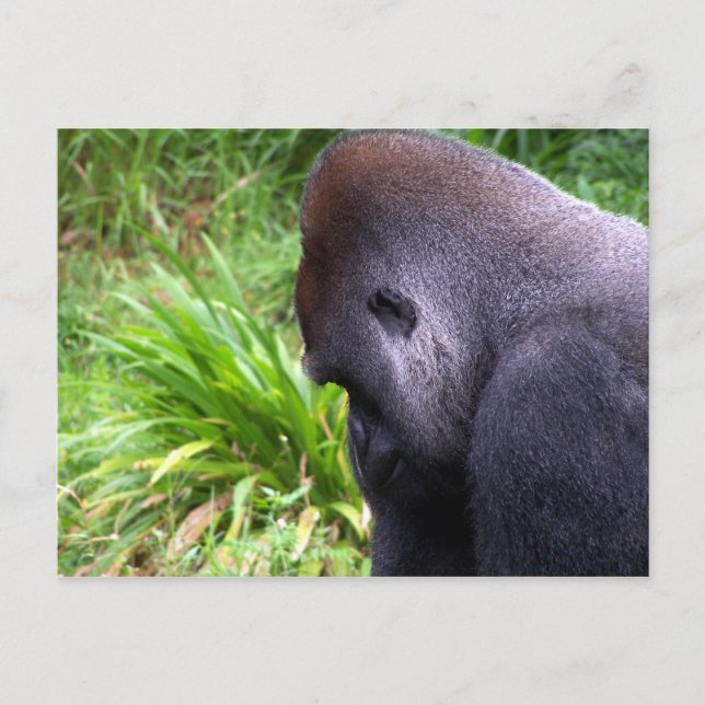 Kontemplation Postkarte (Vorderseite)