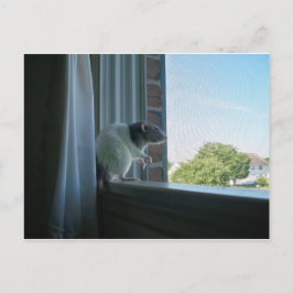 Kontemplationsrat Postkarte