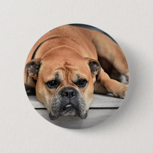 Kontinentaler Bulldog individuell anpassbar Button