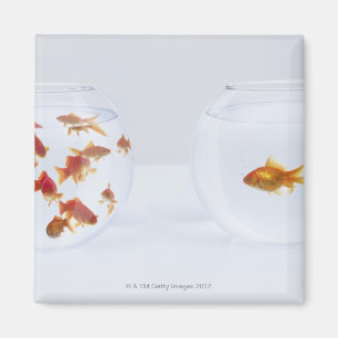 Kontrast von vielen Goldfisch im fishbowl und Magnet