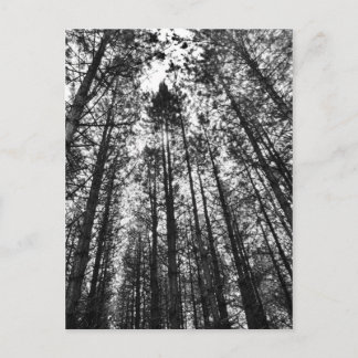 Konvertieren von Bäumen Postkarte