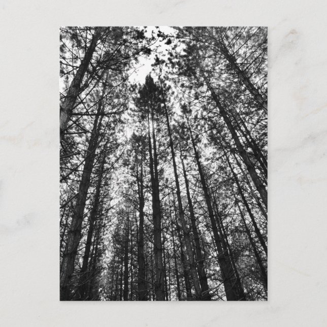 Konvertieren von Bäumen Postkarte (Vorderseite)