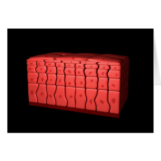 Konzept des ratifizierten Plattenepithels 2 (Vorderseite (Horizontal))