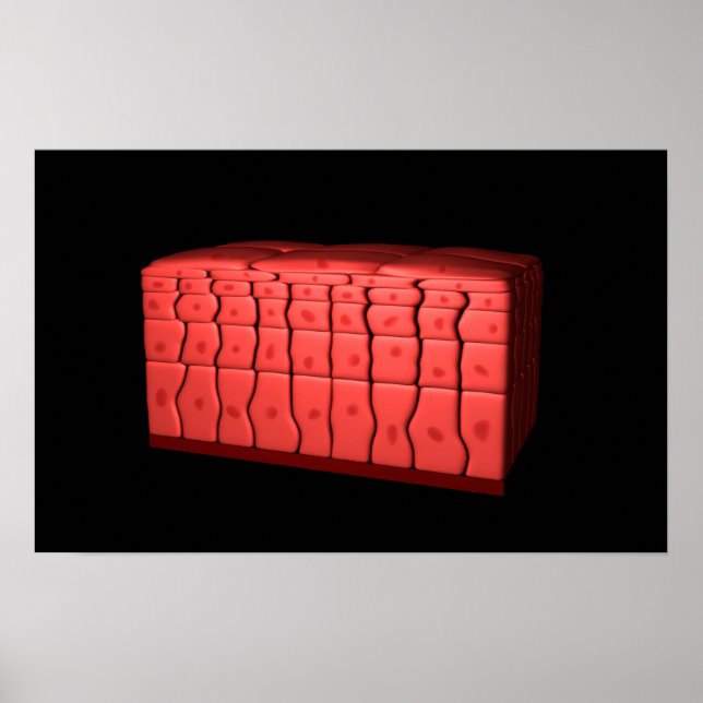 Konzept des ratifizierten Plattenepithels 2 Poster (Vorne)