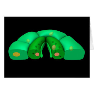Konzeptbild von Stomata 2