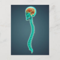 Konzeption des menschlichen Gehirns, des Schädels 