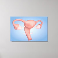 Konzeption des weiblichen Fortpflanzungsorgans 1