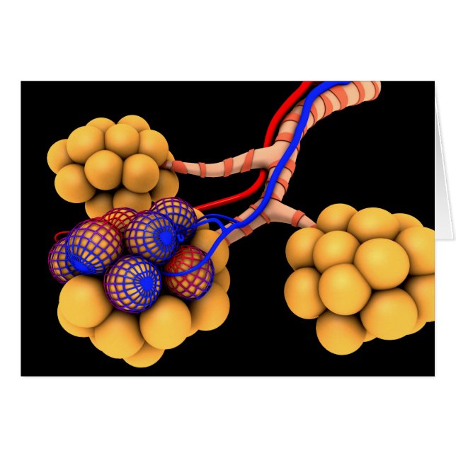 Konzeptionelles Bild von Alveoli 4 (Vorderseite (Horizontal))
