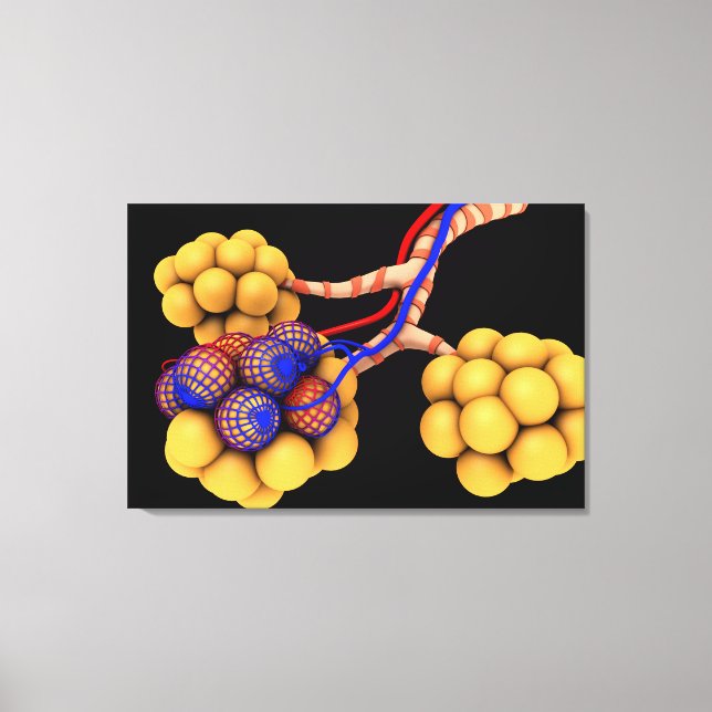 Konzeptionelles Bild von Alveoli 4 Leinwanddruck (Vorderseite)