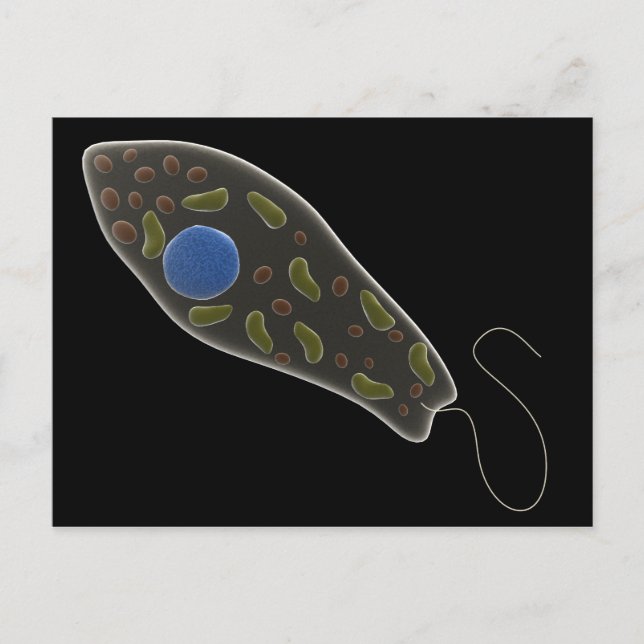 Konzeptionelles Bild von Euglena 1 Postkarte (Vorderseite)