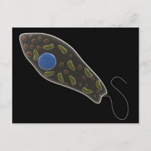 Konzeptionelles Bild von Euglena 1 Postkarte