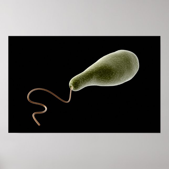 Konzeptionelles Bild von Euglena 2 Poster (Vorne)