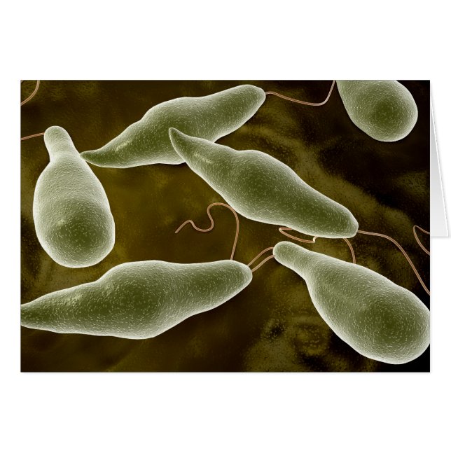 Konzeptionelles Bild von Euglena 3 (Vorderseite (Horizontal))
