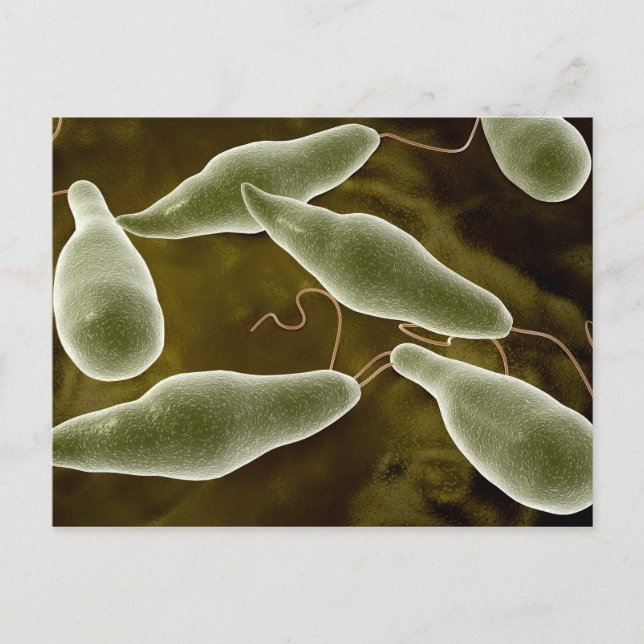 Konzeptionelles Bild von Euglena 3 Postkarte (Vorderseite)