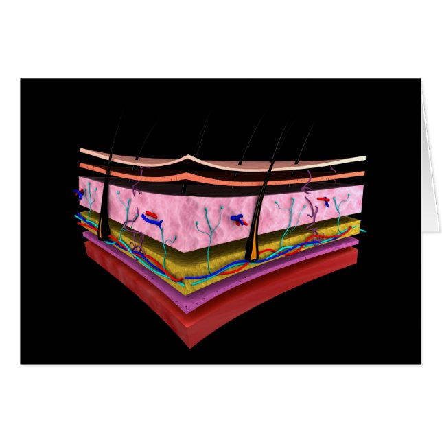 Konzeptuelles Bild der Ebenen der menschlichen Hau (Vorderseite (Horizontal))