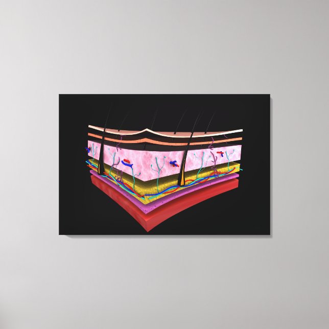 Konzeptuelles Bild der Ebenen der menschlichen Hau Leinwanddruck (Vorderseite)