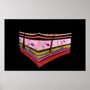 Konzeptuelles Bild der Ebenen der menschlichen Hau Poster