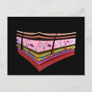 Konzeptuelles Bild der Ebenen der menschlichen Hau Postkarte