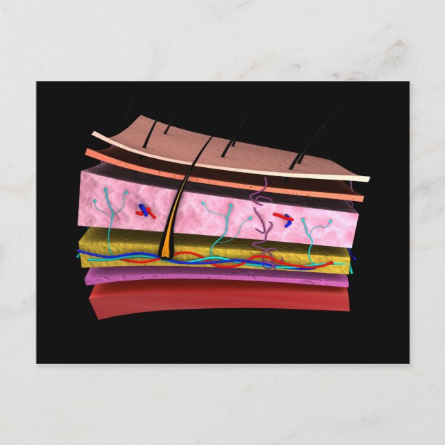 Konzeptuelles Bild der Ebenen der menschlichen Hau Postkarte (Vorderseite)