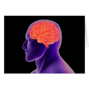 Konzeptuelles Bild des menschlichen Gehirns 1