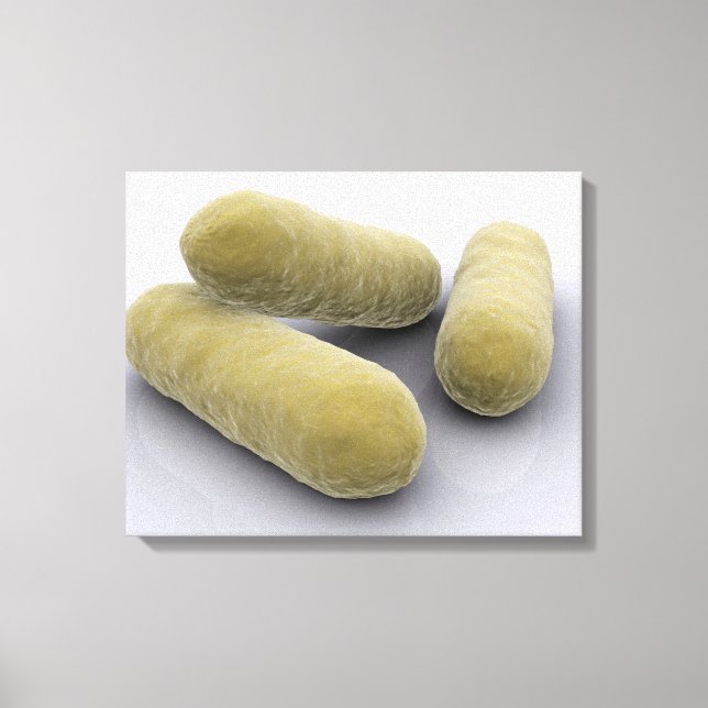 Konzeptuelles Bild von Bakterien 2 Leinwanddruck (Vorderseite)