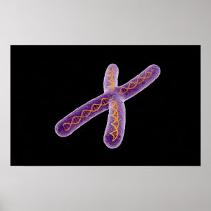 Konzeptuelles Bild von Chromosom 2 Poster