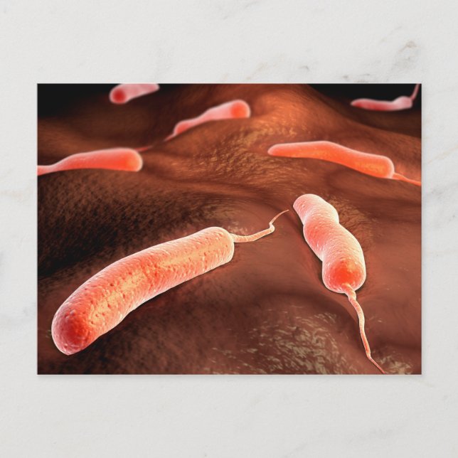 Konzeptuelles Bild von Vibrio Cholerae 1 Postkarte (Vorderseite)