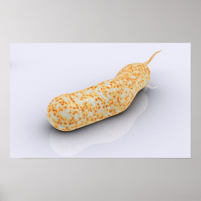 Konzeptuelles Bild von Vibrio Cholerae 3 Poster (Vorne)