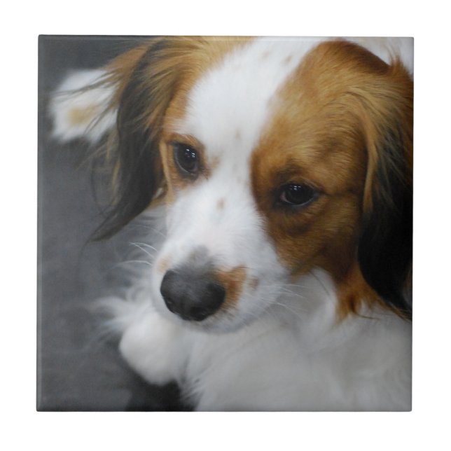 kooikerhondje-2.jpg fliese (Vorderseite)