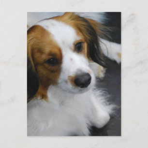 Kooikerhondje Dog Postcard Postkarte