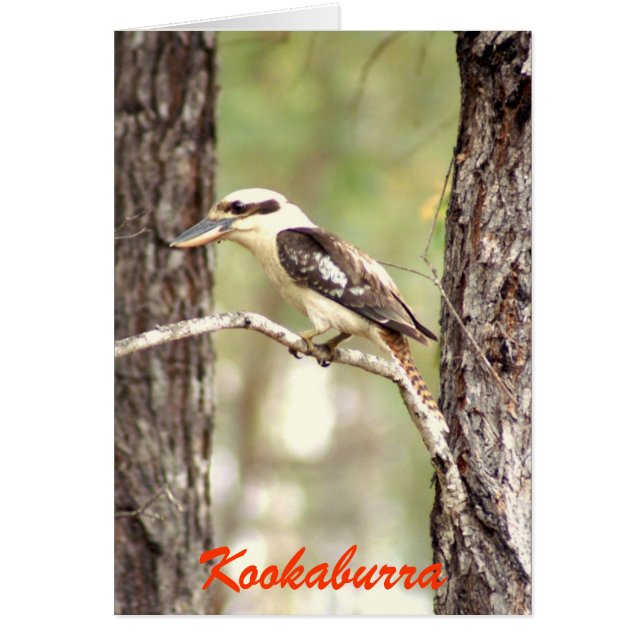 Kookaburra (Vorne)