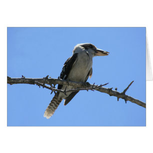 Kookaburra