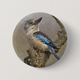 Kookaburra-Abzeichen Button