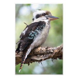 Kookaburra auf der Insel Fraser Fotodruck