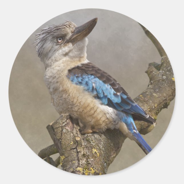 Kookaburra-Aufkleber Runder Aufkleber (Vorderseite)