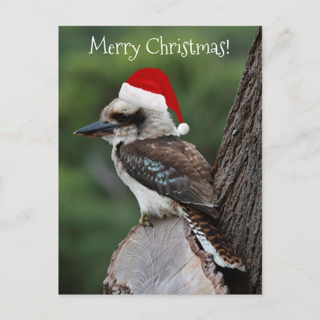 Kookaburra Bird Animal Red Weihnachtsmannmütze Chr Postkarte (Vorderseite)