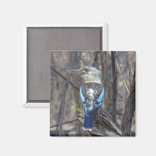 Kookaburra Bird Magnet