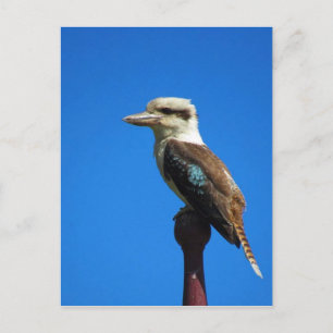 Kookaburra BLUE Postkarte