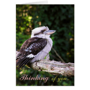 Kookaburra Gedanken. Karte