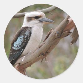 Kookaburra in Gum Tree - Runder Aufkleber