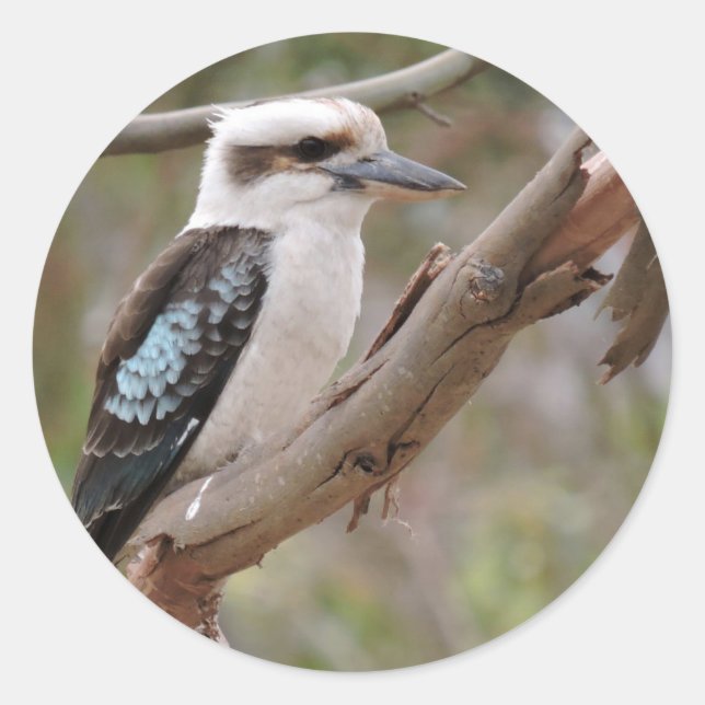 Kookaburra in Gum Tree - Runder Aufkleber (Vorderseite)
