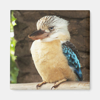 Kookaburra Magnet