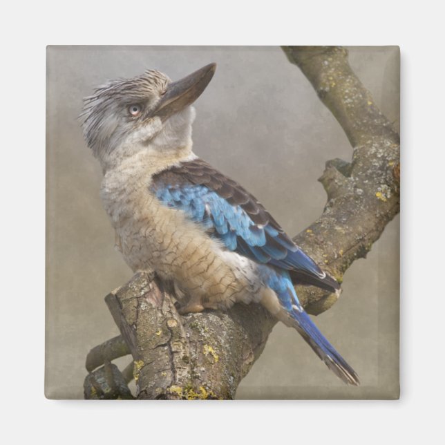 Kookaburra Magnet (Vorne)