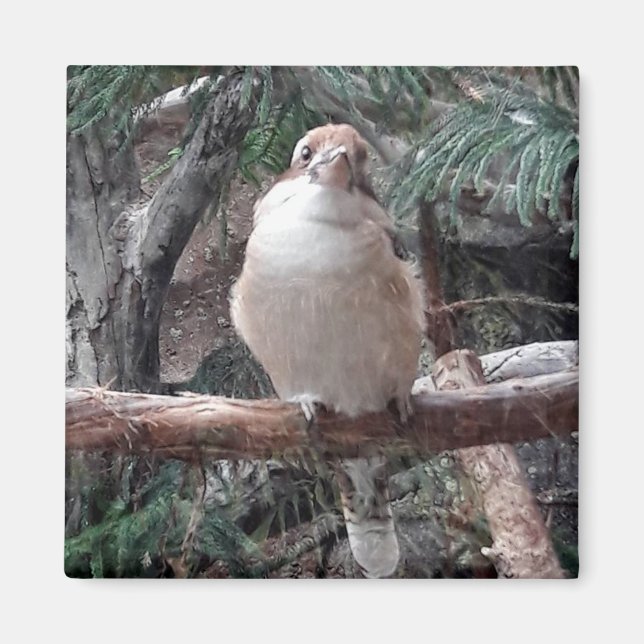 Kookaburra Magnet (Vorne)