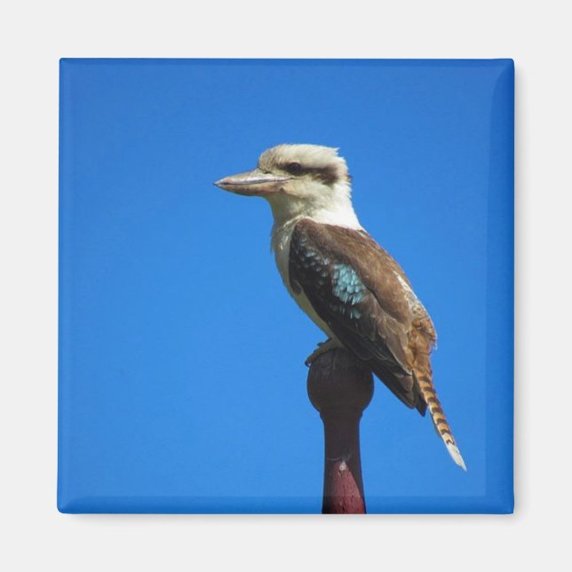 Kookaburra Magnet (Vorne)
