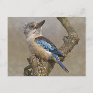 Kookaburra Postcard Postkarte